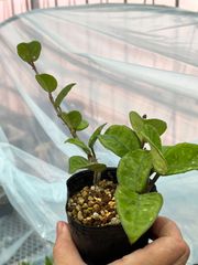 ホヤ　カルノーサ　クリンクルエイト