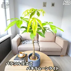 2025年最新】パキラ ムーンライトの人気アイテム - メルカリ