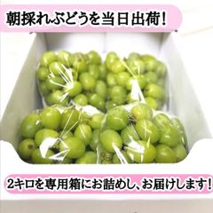 シャインマスカット　訳あり　特別特価　旬　ぶどう　葡萄　粒　２キロ　岡山