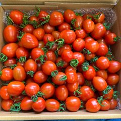 当日朝採り】甘さが弾けるミニトマト！クリーンなハウス水耕栽培で育て