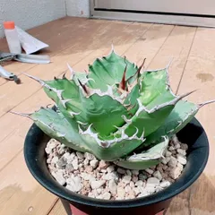 【コレクション株】アガベ チタノタ カニ 螃蟹/蟹/crab 親株 アガベ チタノタ 螃蟹 / Agave titanota 'Crab' #1 | Ducks