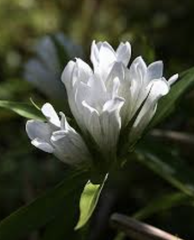 白花エゾリンドウ