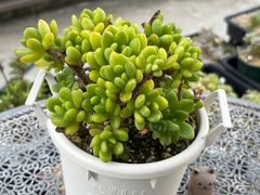 多肉植物 ☘️ 春萌 いっぱい 抜き苗