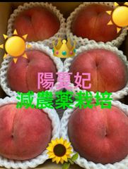 安心全国一律クールメルカリクロネコ便対応　減農薬栽培山形県東根市産桃　陽夏妃ようかひ　贈答ライン2キロ 大玉キャップ詰め