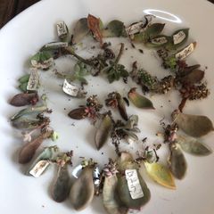 多肉植物の葉挿し