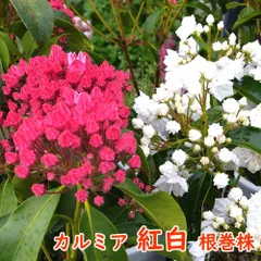 年最新ツツジ苗木の人気アイテム メルカリ
