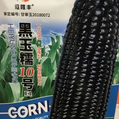 とうもろこし　種　黑玉糯10号　25粒　粘玉米 モコモコとうもろこし