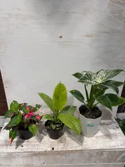 mikayoshi0832様専用　イレシネ　フィカスジン　バーキン　10月22日撮影現品　豊中市より出品