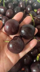 たっぷり3kg  チェリー　アメリカンチェリー　チェリー　さくらんぼ　贈り物　中元　母の日　父の日