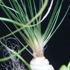 【水草】エリオカウロンsp.　ソーシャルフェザーダスター　水中葉3株