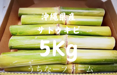 まもなく終了！本場、沖縄県産 サトウキビ 5Kg