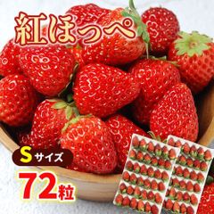 【期間限定 Sサイズ 72粒】紅ほっぺ フルーツ スイーツ イチゴ 苺 いちご 果物 生鮮 洋 fruit