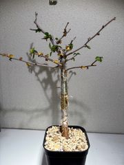 長谷川亀甲竜 4寸 キーホルダー付属 - メルカリ