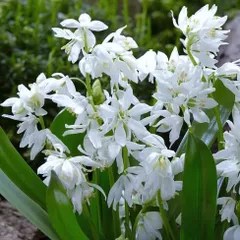 Kayo様専用　シラーとスノードロップ