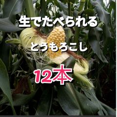 生で食べられるとうもろこし