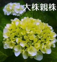 2024年最新】緑白花の人気アイテム - メルカリ