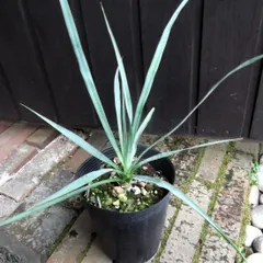 専用出品 特割 ユッカリギダ (の) 2025年最新】ユッカリギダの人気アイテム - メルカリ