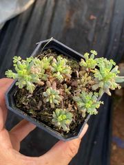 ま*す様 D780 花火 105苗 土付き 多肉植物 エケベリア 韓国苗 韓国苗 エケベリア おまかせ10種類セット 多肉植物 カット苗や