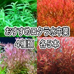 おすすめロタラ水中葉　4種類各5本