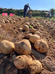 A級品 長崎県産 産地直送 じゃがいも ニシユタカ 5kg