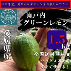 【美品】国産グリーンレモン　愛媛県産　1.5kg 15球前後