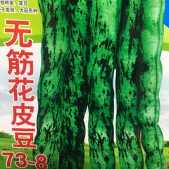 インゲン豆　无筋花皮豆 豆角 種 20粒 架豆