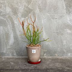 blacare gardening - メルカリShops