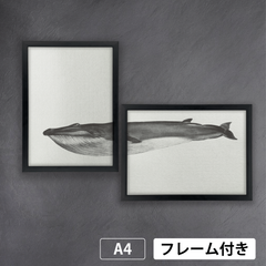 ナガスクジラ (Balaenoptera physalus)セット　1800年代イラストから　A4 荒い麻布の風合い アートポスター【フレーム付2枚セット】《AS》★再入荷★