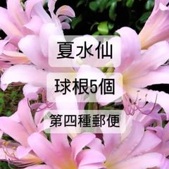 アジュガ 苗 ネコポスいっぱい!! Amazon.co.jp: アジュガ：おまかせミックス2.5-3号ポット 4株セット