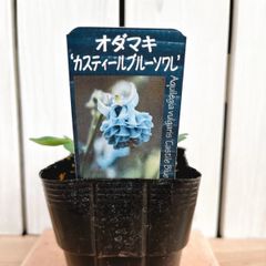 綺麗な色♡オダマキ　カスティールブルーソワレ（西洋オダマキ）