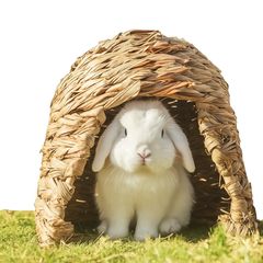 Item thumbnail for item 0589fde0-42bd-4ddf-94e3-8768f556fc73