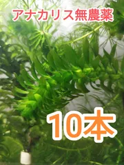 2026年最新】アナカリスの人気アイテム - メルカリ