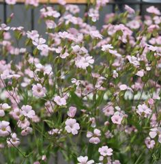 サポナリア　ピンク白MIX　種30粒　花の種