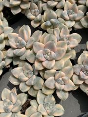 18株の抜き苗セット】花車錦 多肉植物 佐川急便発送 エケベリア