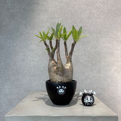 パキポディウム・グラキリス No.77