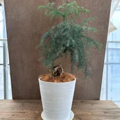 2025年最新】シマナンヨウスギの人気アイテム - メルカリ