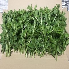 ⭐️クコの芽300g⭐️ くこの芽　枸杞の芽　山菜　漢方　生薬　栄養豊富