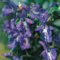 ハーブ　ローズマリー マリンブルー 3号 (直径9cm) ポット苗　１個 常緑低木  ハーブ苗