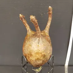 パキポディウムグラキリス　現地球　ベアルート　チビグラ パキポディウム グラキリス 現地球 ベアルート (発根済み) 塊根