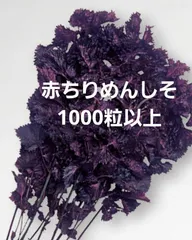 赤紫蘇苗300本 赤紫蘇苗300本 苗