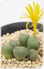 小笛 2頭 コノフィツム Mサイズ5.5ｃｍポット 小型 クラ型 昼咲き種 黄花 Conophytum corniferum 多肉植物 多肉永遠
