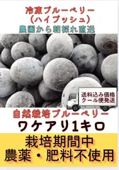 今期初（ワケアリ）加工用◎2026年度　栃木県産◎冷凍ブルーベリー（ハイブッシュ）　自然栽培　栽培期間中農薬・肥料不使用　クール便発送　１キロのサムネイル