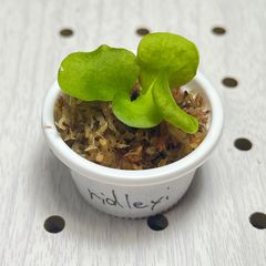 ビカクシダ