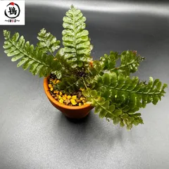 超希少種 ソテツホラゴケ  シダ植物  ホラゴケ  パルダリウム 超希少種 ソテツホラゴケ シダ植物 ホラゴケ パルダリウム 超