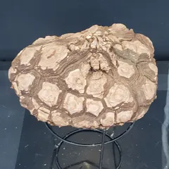 ☆*☆様 メキシコ亀甲竜（SBラベル）　塊根植物　珍奇植物　ディオスコレア・メキ ☆*☆様 メキシコ亀甲竜（SBラベル） 塊根植物 珍奇植物