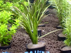 国産水草　無農薬　エキノドルス　テネルス 1束のサムネイル