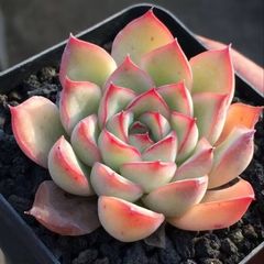 ペラルゴニウム ミラビレ(大株良型)枝振り枝密度最高、微発根