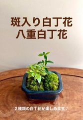 【限定】斑入り白丁花と八重白丁花のミニ盆栽　深藍色の鉢