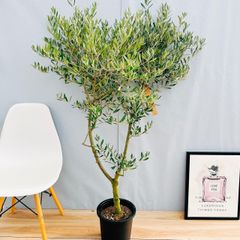 ［現品］23番　フィロデンドロン　ジャイアントザナドゥ　幹上がり　観葉植物　室内 在庫］【珍しい】立派！ フィロデンドロン ジャイアントザナドゥ