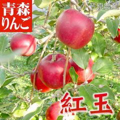 10月下旬から発送開始 　りんご　 紅玉 家庭用 5C箱(5kg箱:約18～25個入)  果物 訳あり 農家 りんご りんご5Kｇ